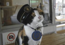 【童遊同趣】貓咪也能當車站站長，薪水用貓糧付，還能退休？
