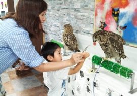 【童遊同趣】可愛預警！日本的這座城市被貓頭鷹「包圍」啦，不和孩子去體驗一番嗎？