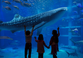【童遊同趣】日本十大特色水族館合集，一探海底的秘密！