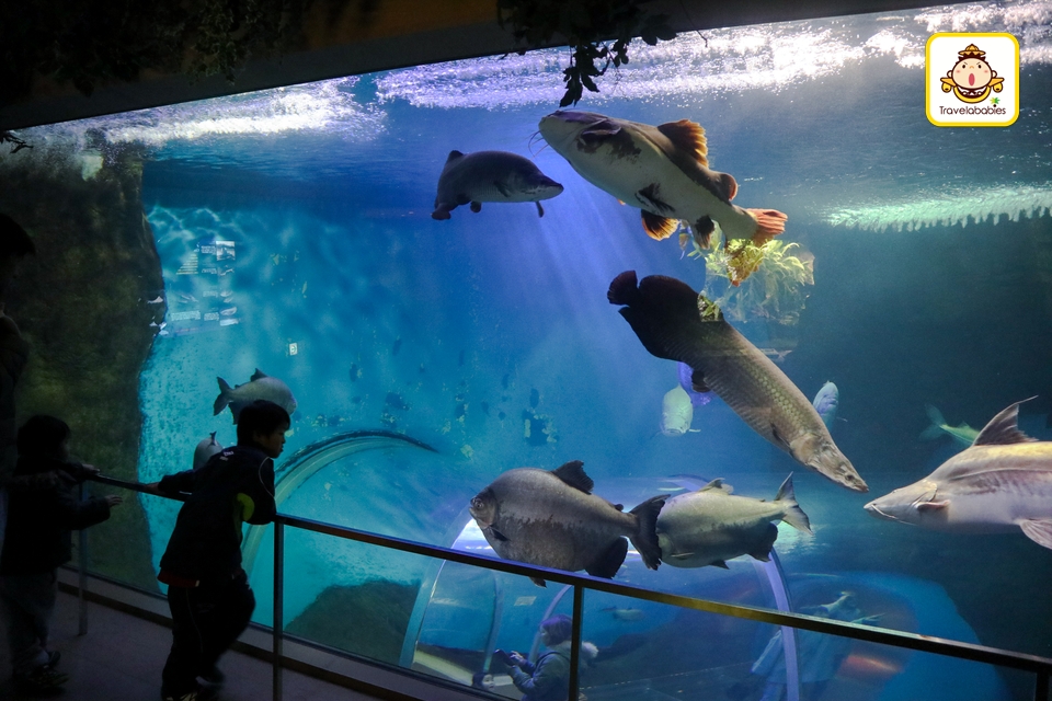 日本景點 須磨海濱水族園深受神戶市民愛戴的老牌水族園 Travelababies 親子旅遊資訊平台