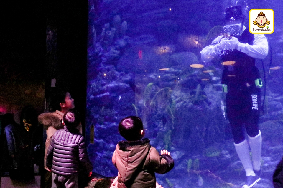 韓國景點 Sea Life釜山水族館韓國規模最大的地下水族館 Travelababies 親子旅遊資訊平台