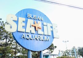 【韓國景點】SEA LIFE釜山水族館 韓國規模最大的地下水族館
