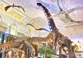 【台灣景點】恐龍迷必去！超平價室內景點「恐龍化石展」只在國立台灣博物館