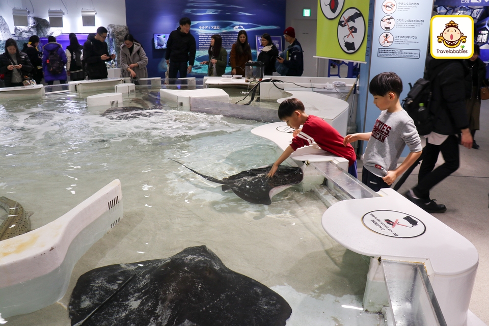 日本景點 大阪海遊館可以近距離觸摸鯊魚的大阪必遊水族館 Travelababies 親子旅遊資訊平台