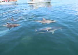 【日本景點】熊本天草海豚海洋世界 搭遊艇與超萌海豚做朋友