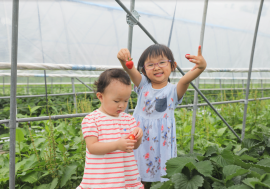 【日本景點】草莓吃到飽、向日葵花海免費看！北海道二世谷3個景點推介！