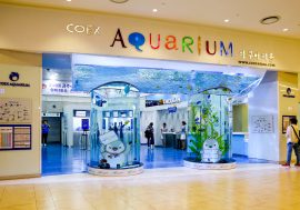 【韓國景點】首爾COEX水族館 帶領孩子在城市中探索海洋世界