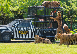 【童遊產品】泰國親子一日遊提案！包車前往曼谷最大野生動物世界Safari World及Marine Park