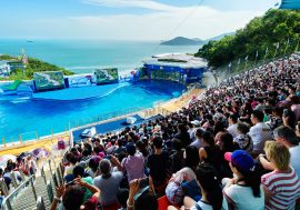【香港景點】一日玩轉Ocean Park  香港人最愛的遊樂園！