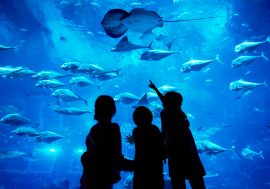 【童遊產品】新加坡親子遊必訪！去S.E.A尋探世界級景觀水族箱
