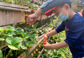 【農莊小小特派員】快樂其實很簡單！台北內湖野草花果有機農場，透過採草莓農事體驗讓小朋友感受土地美好