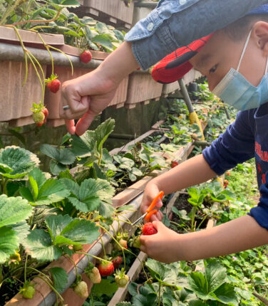 【農莊小小特派員】快樂其實很簡單！台北內湖野草花果有機農場，透過採草莓農事體驗讓小朋友感受土地美好