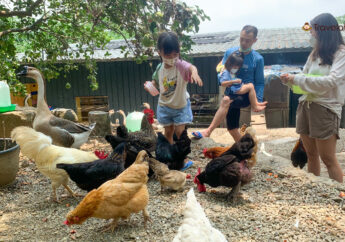 【農莊小小特派員】飛奇農場把雞鴨鵝當寵物養！餵食前還要自己配飼料，新北中和也能體驗食農教育
