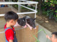 【嘉義親子景點】20+種動物一次近距接觸！一日玩不完丨三隻小豬觀光農場