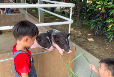 【嘉義親子景點】20+種動物一次近距接觸！一日玩不完丨三隻小豬觀光農場