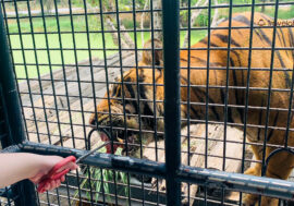【泰國親子景點】曼谷最強Safari World一日提案！餵老虎、長頸鹿和鸚鵡，還有海獅和海豚表演可看