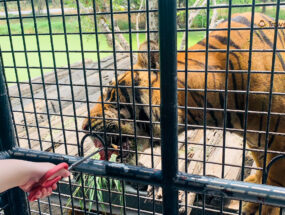 【泰國親子景點】曼谷最強Safari World一日提案！餵老虎、長頸鹿和鸚鵡，還有海獅和海豚表演可看